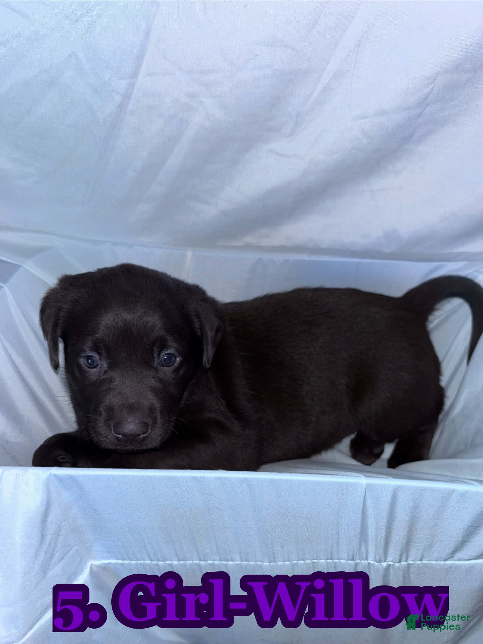 Labrador Retriever dogs Labrador Retriever Puppy 5 - Ad 21