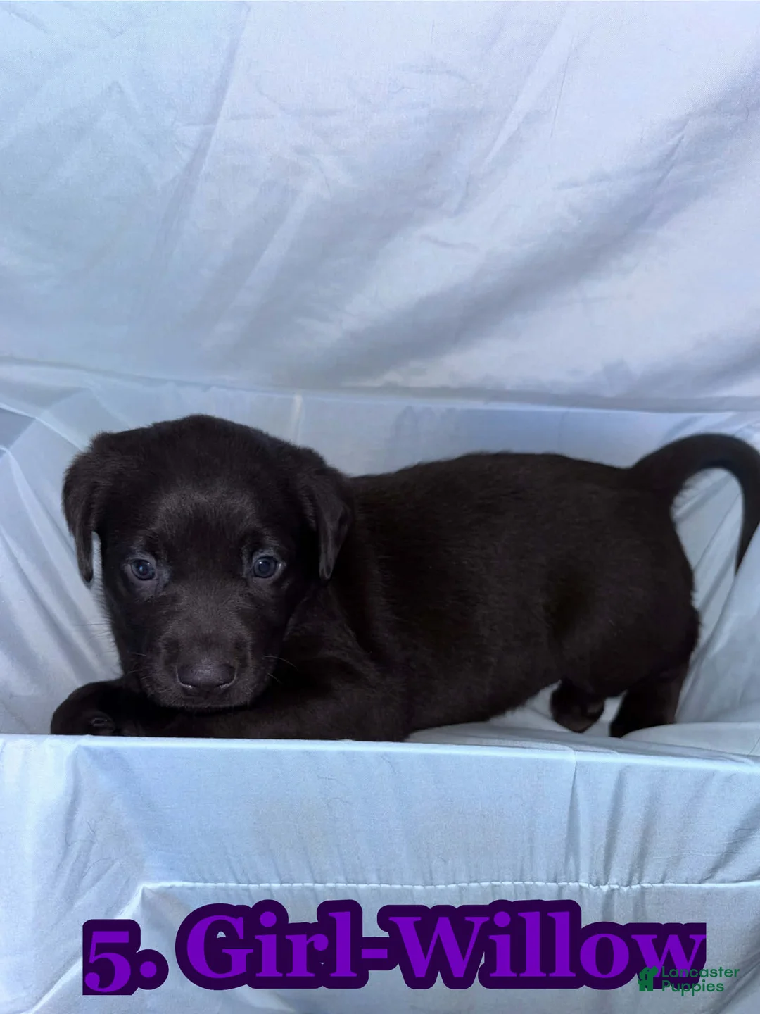 Labrador Retriever dogs for sale: Labrador Retriever Puppy 5 - Ad 1