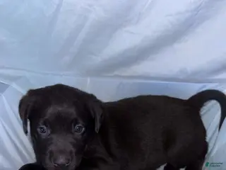 Labrador Retriever dogs Labrador Retriever Puppy 5 - Ad 21