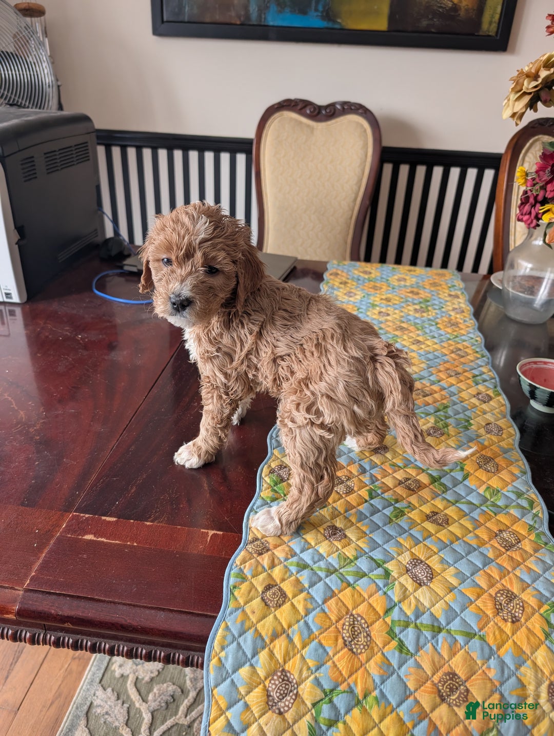 Goldendoodle dogs for sale: Cindy - Ad 3