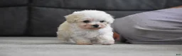 Maltipoo dogs for sale: Archie - Ad 12