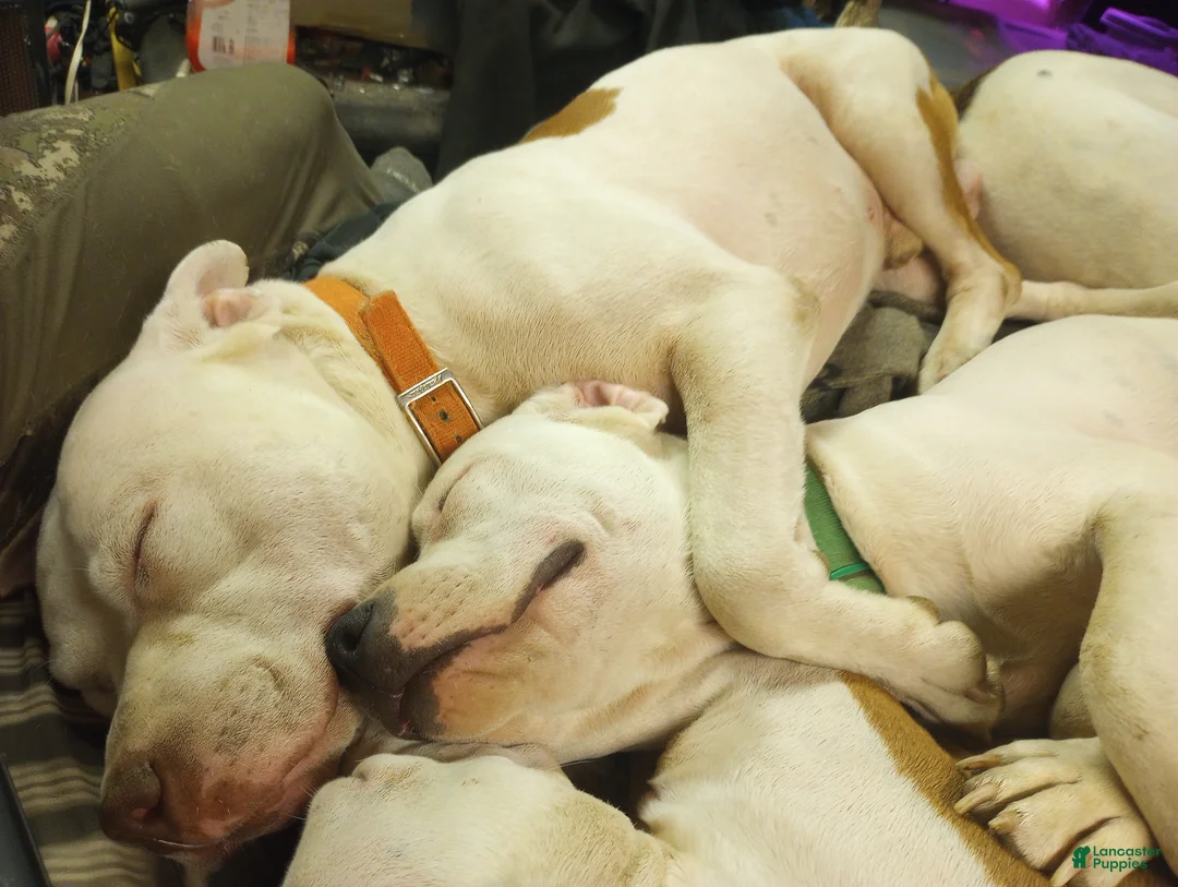 Gallery Image {{count}}