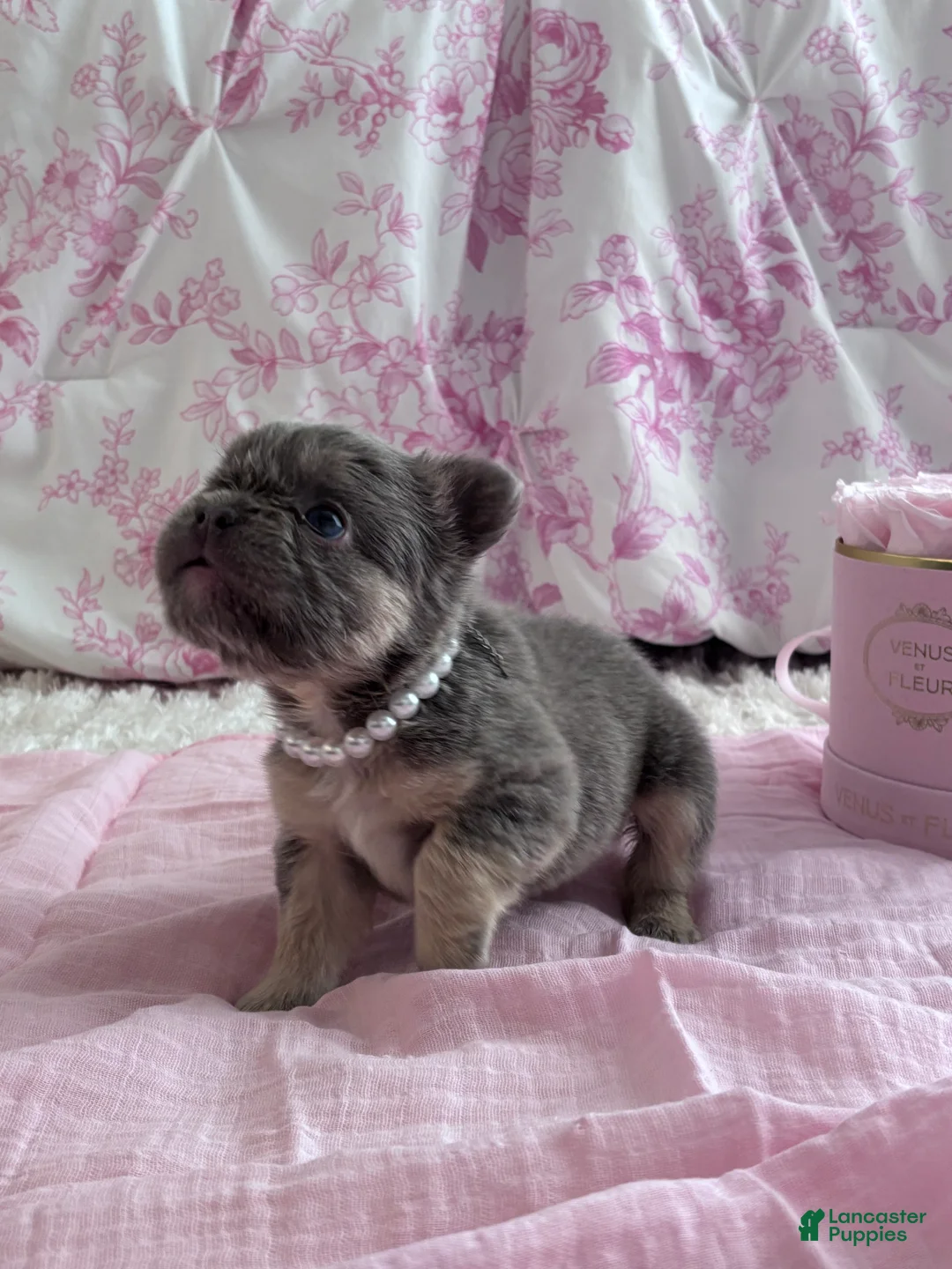 French Bulldog dogs for sale: Fergie - Ad 4