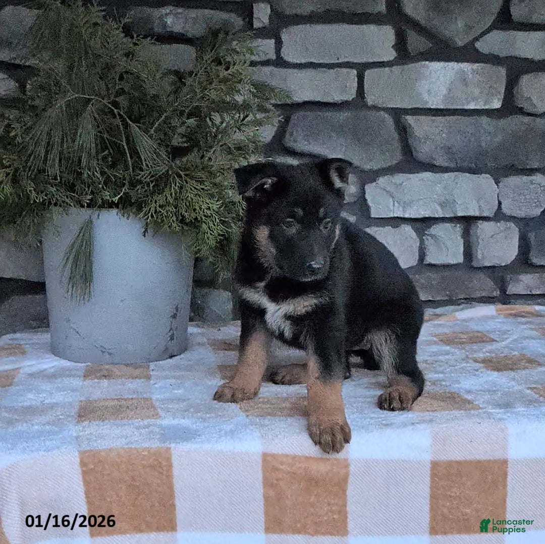 German Shepherd dogs for sale: Bea  - Ad 3