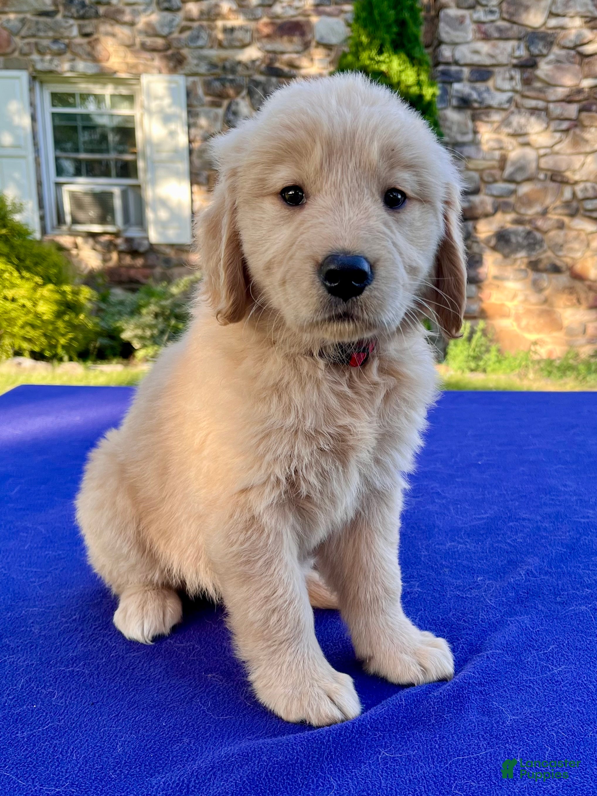 Golden Retriever dogs Strawberry - Ad 2