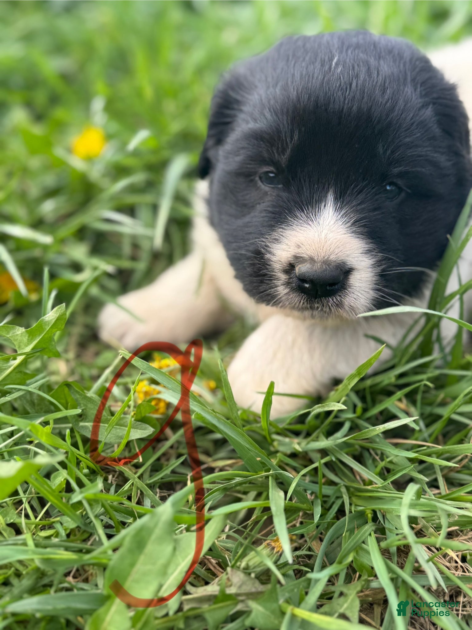 Mixed Breed dogs Mixed Breed Puppy 2 - Ad 17