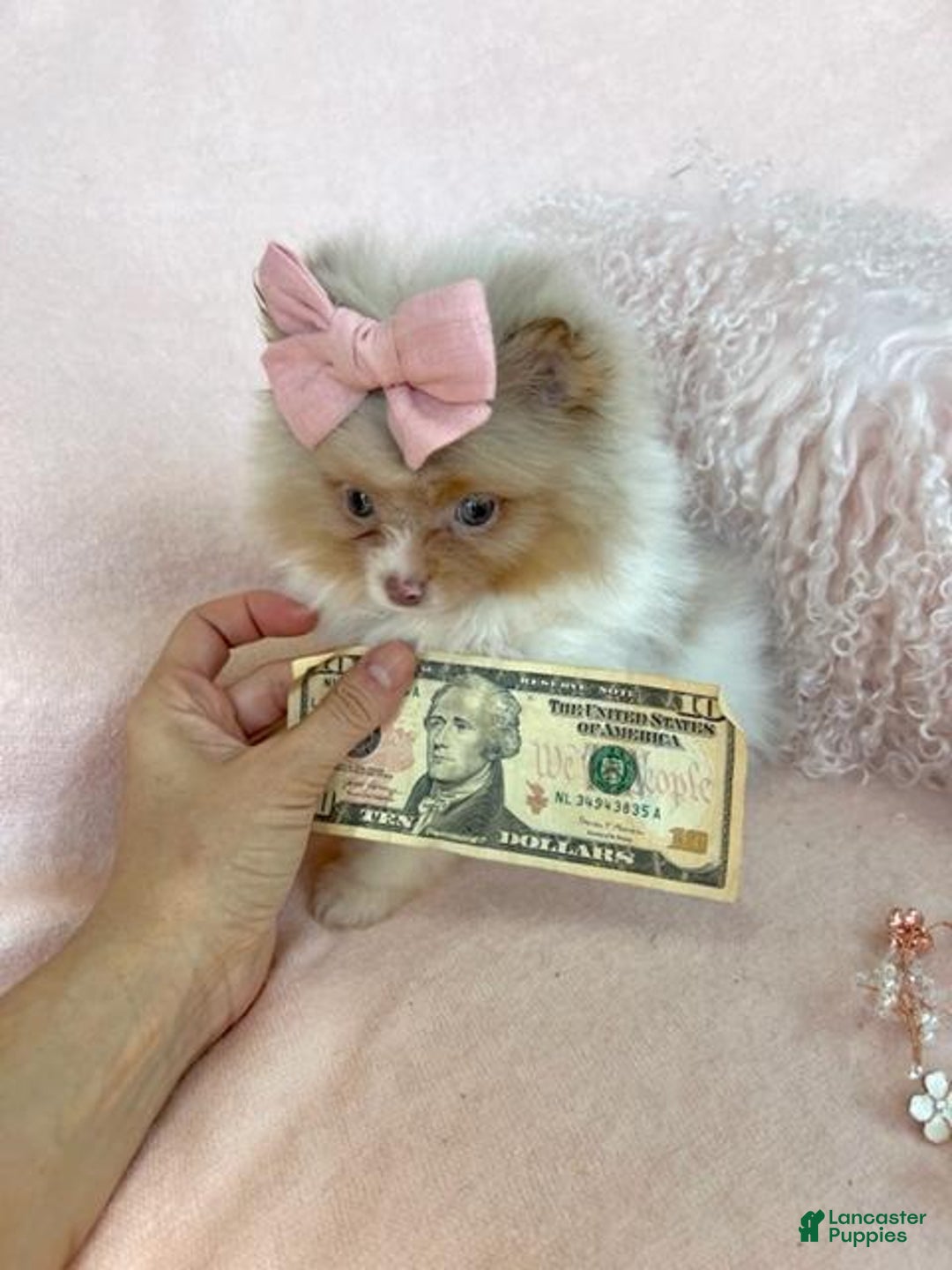 Pomeranian dogs for sale: Pomeranian Puppy 6 - Ad 2