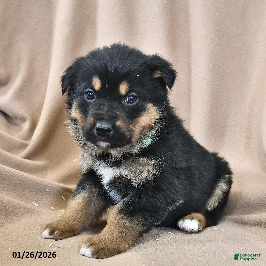 Mixed Breed dogs for sale: Max  - Ad 3