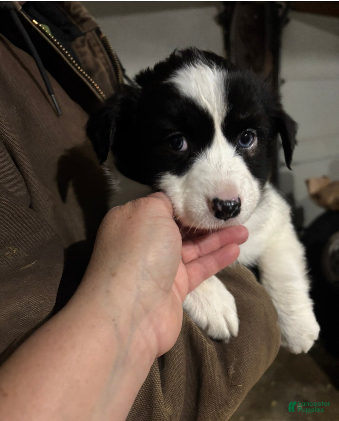 Australian Shepherd dogs Brad - Ad 3