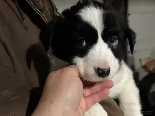 Australian Shepherd dogs Brad - Ad 32