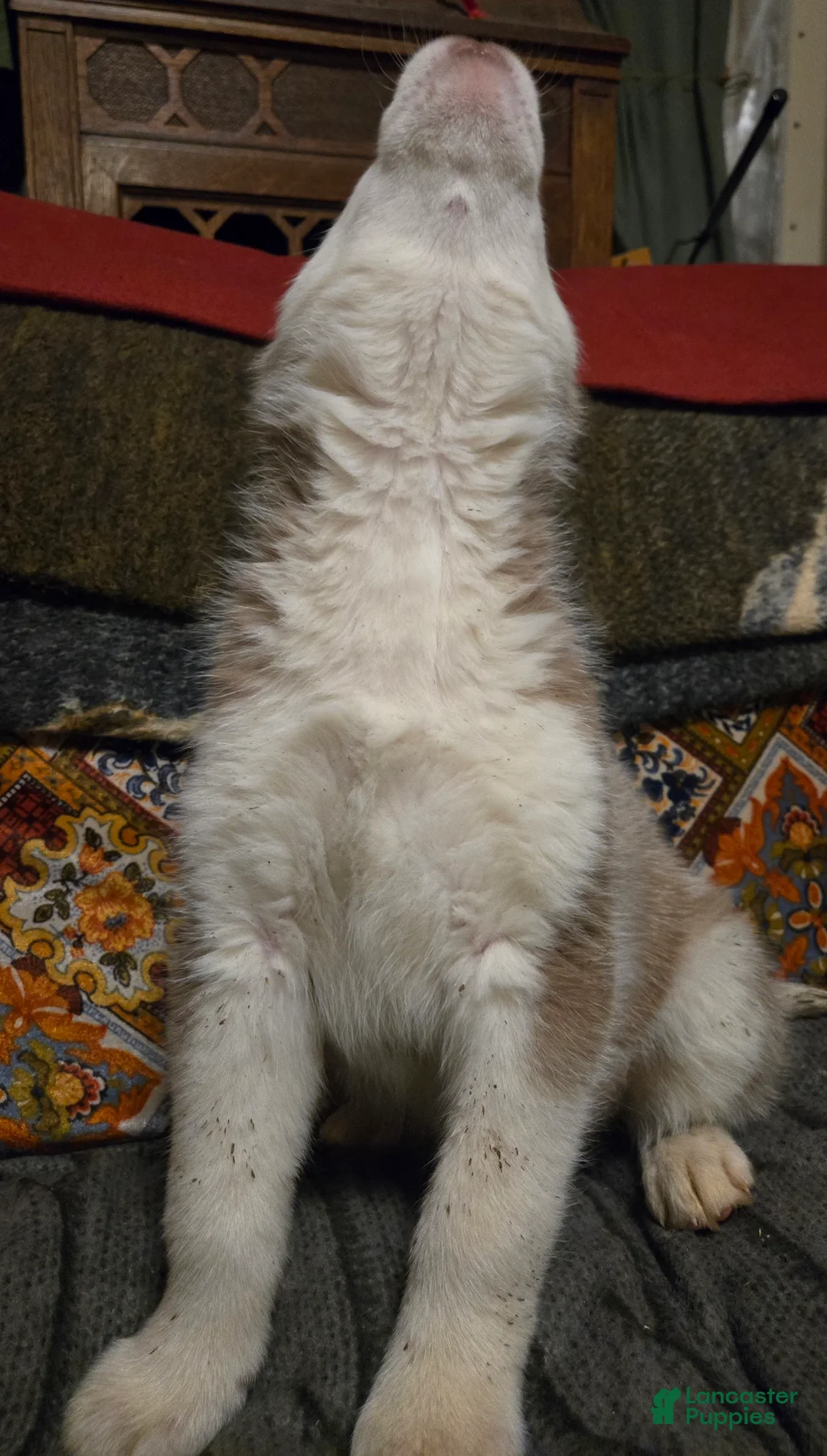 Siberian Husky dogs for sale: Edward - Ad 4