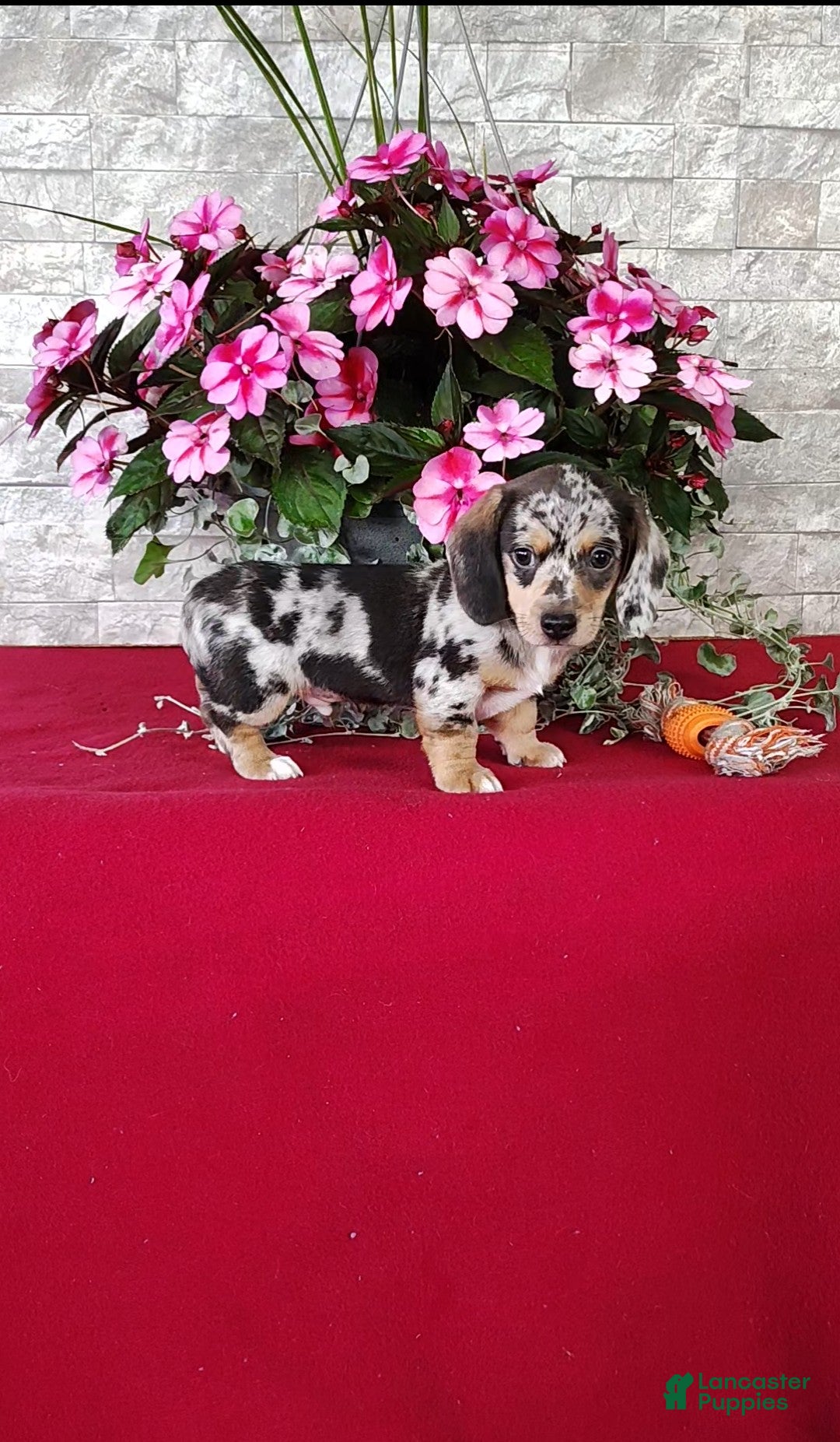 Miniature Dachshund dogs Kendall - Ad 1
