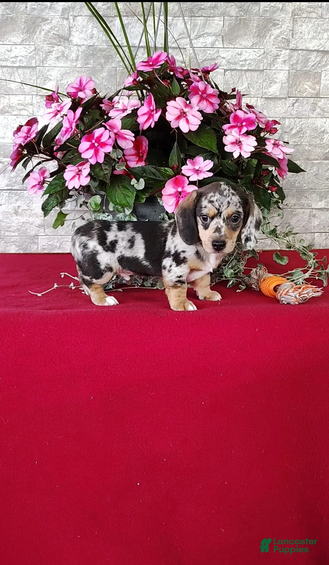 Miniature Dachshund dogs for sale: Kendall - Ad 1