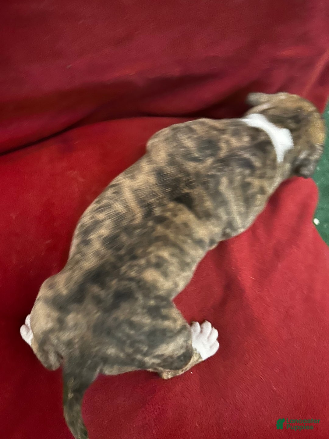 American Bully dogs for sale: American Bully Puppy 3 - Ad 8