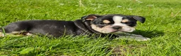 Mixed Breed dogs for sale: Mini Tri Boy - Ad 2