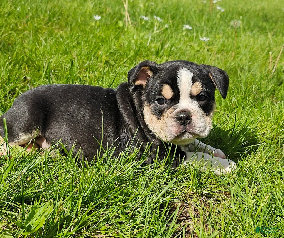 Mixed Breed dogs for sale: Mini Tri Boy - Ad 2