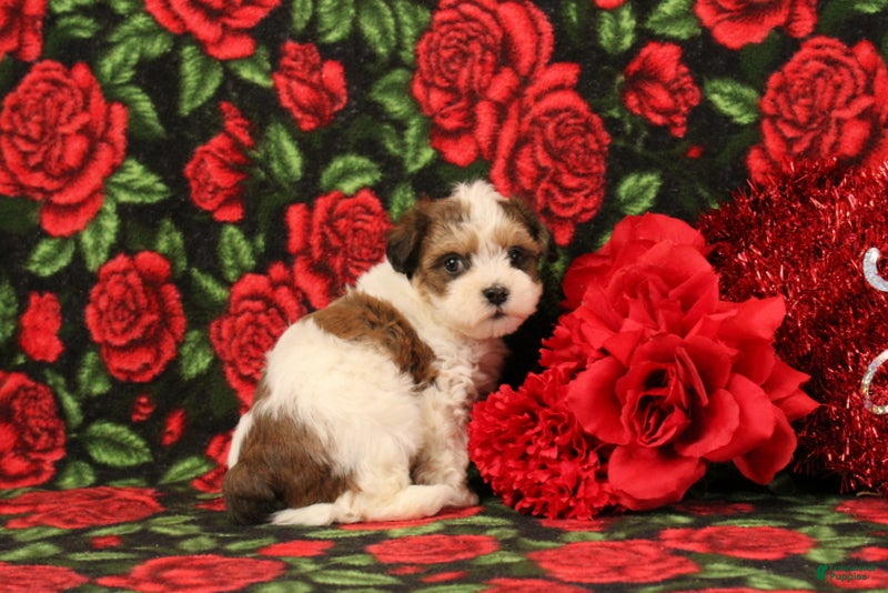 Maltipoo dogs Howard - Ad 8