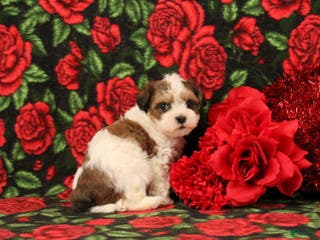Maltipoo dogs Howard - Ad 8