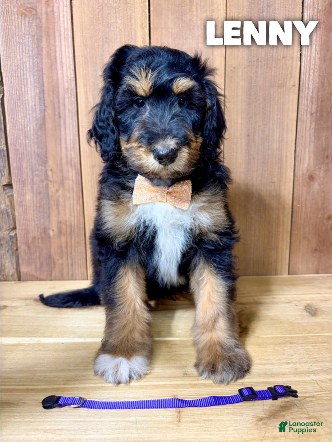 Mixed Breed dogs for sale: Lenny - Ad 1