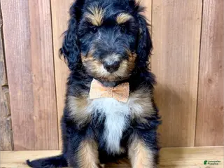 Mixed Breed dogs Lenny - Ad 4