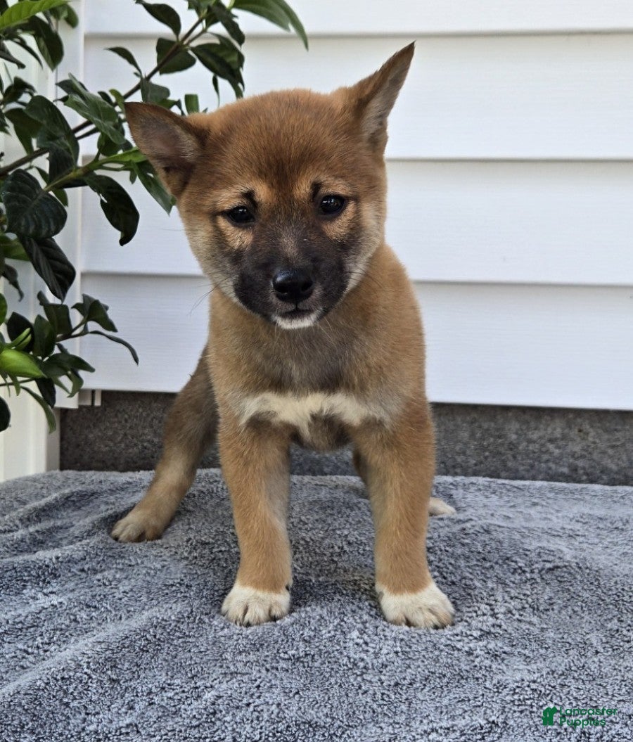 Shiba Inu dogs Toby - Ad 2