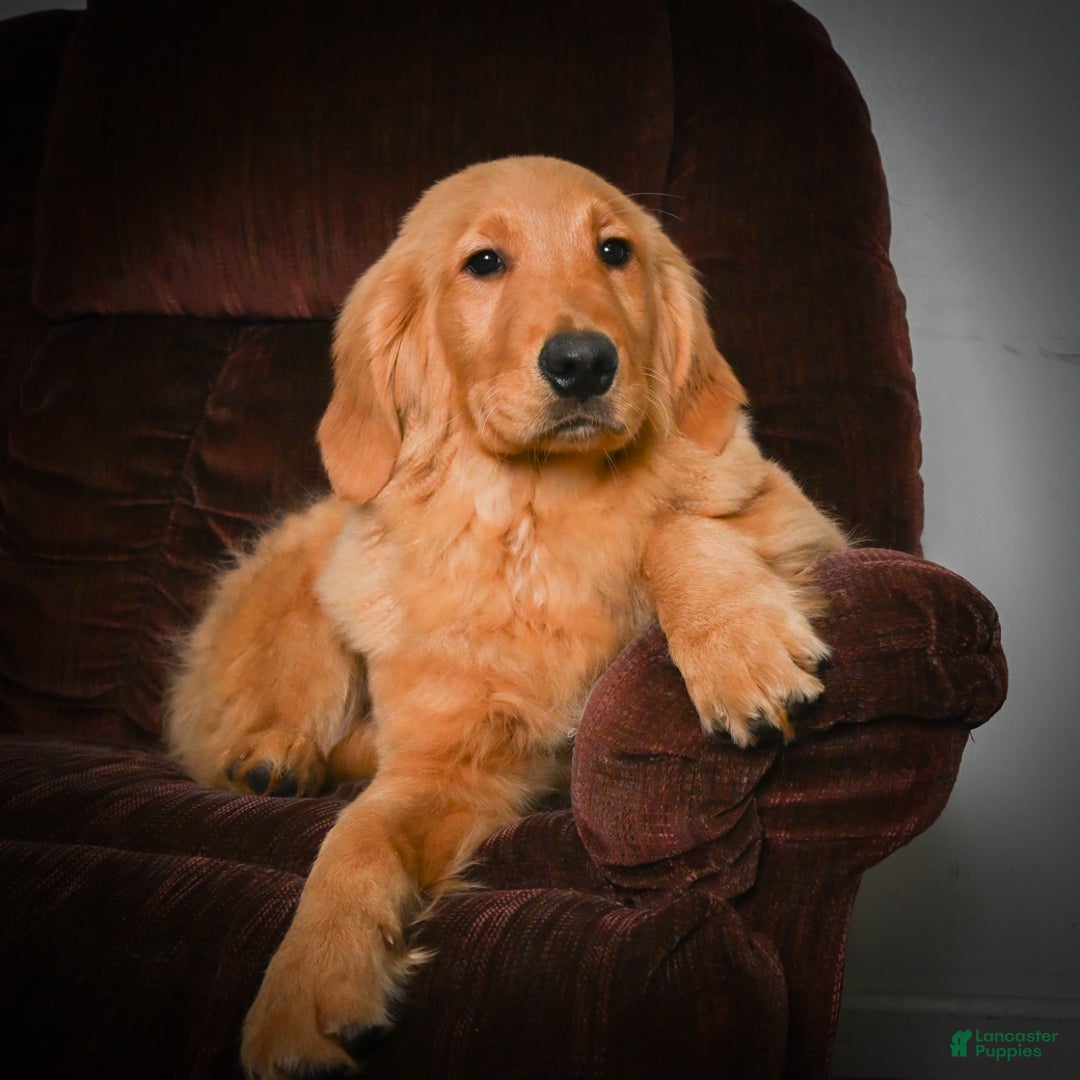 Golden Retriever dogs for sale: Golden Retriever litter of 5 puppies - Ad 10