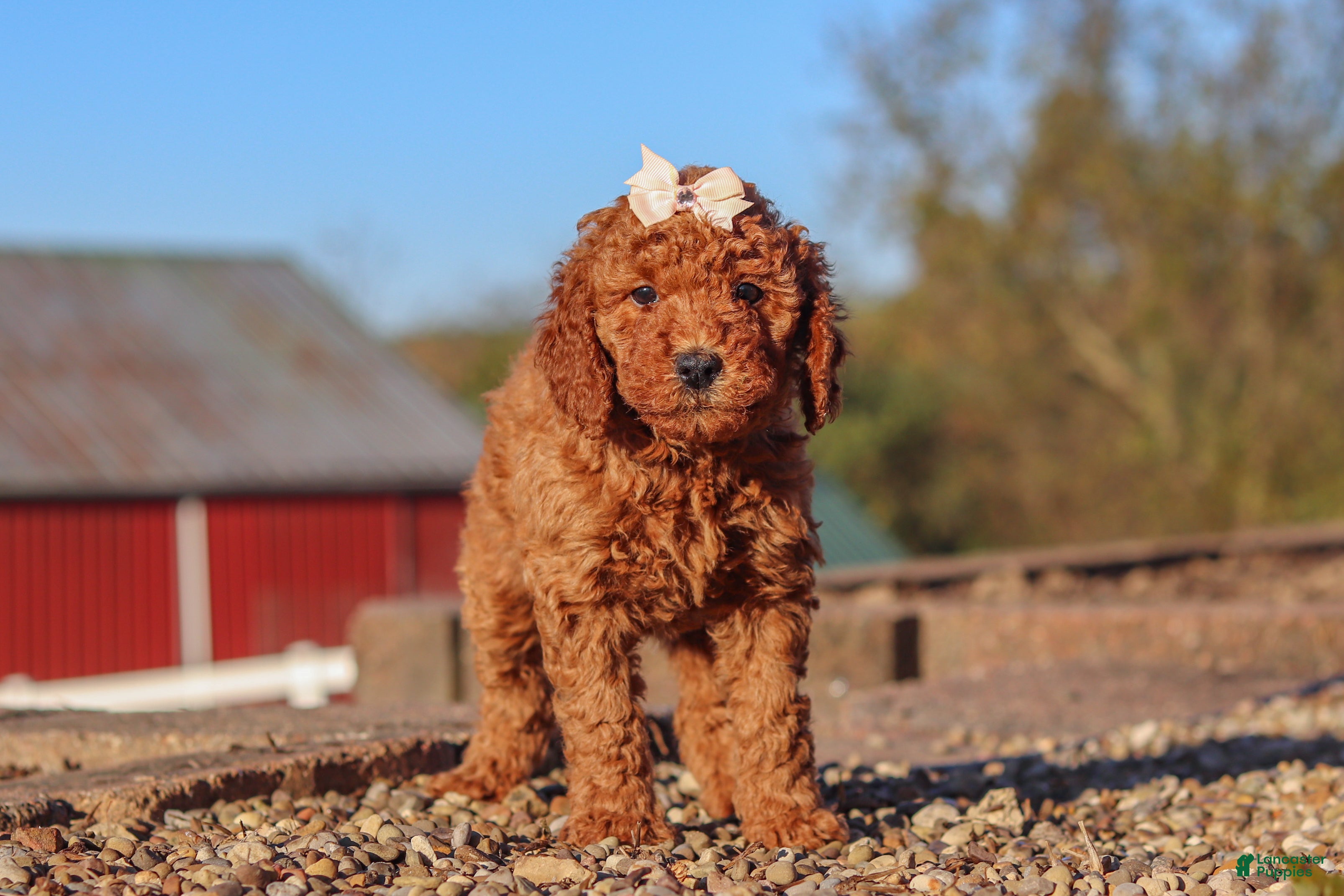 Mini Goldendoodle dogs for sale: Rosie - Ad 1