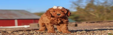 Rosie