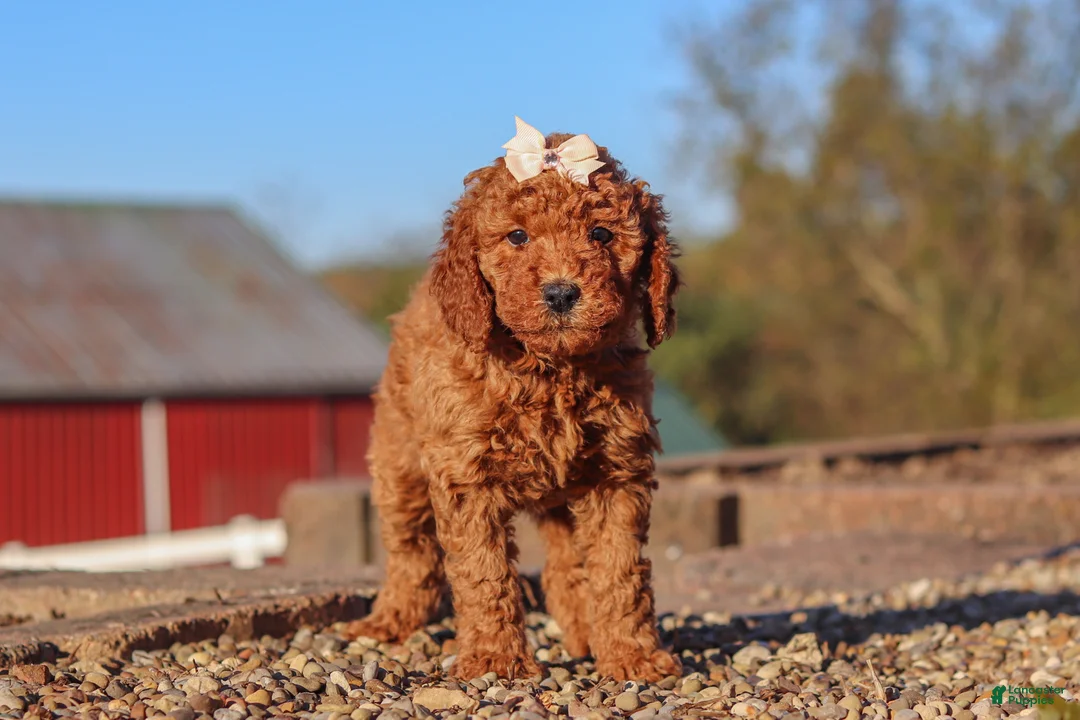 Mini Goldendoodle dogs for sale: Rosie - Ad 1