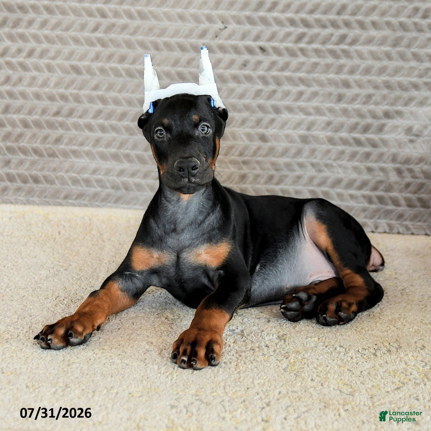 Doberman Pinscher dogs Achilles - Ad 2