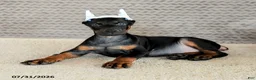 Doberman Pinscher dogs for sale: Achilles - Ad 2