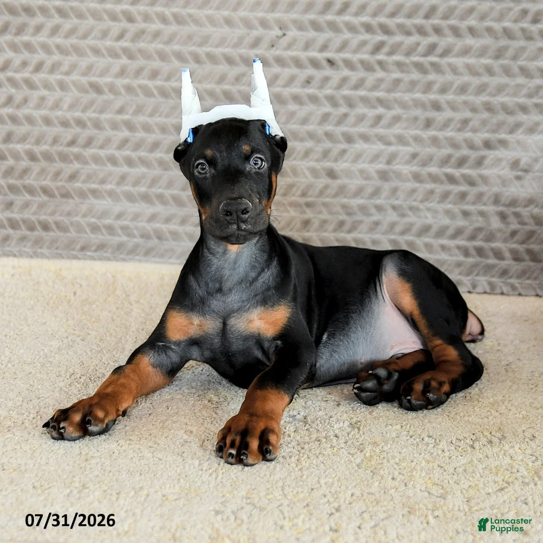 Doberman Pinscher dogs for sale: Achilles - Ad 2