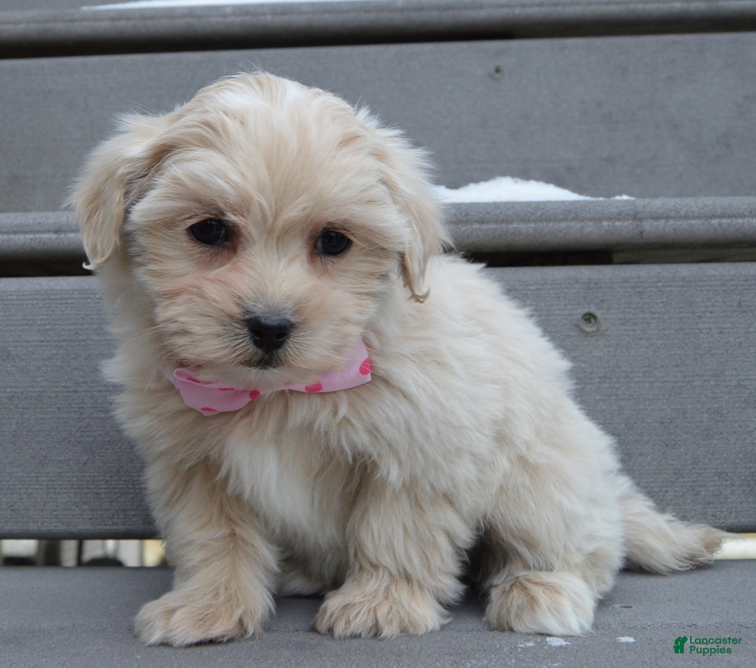 Maltipoo dogs for sale: Marley - Ad 5