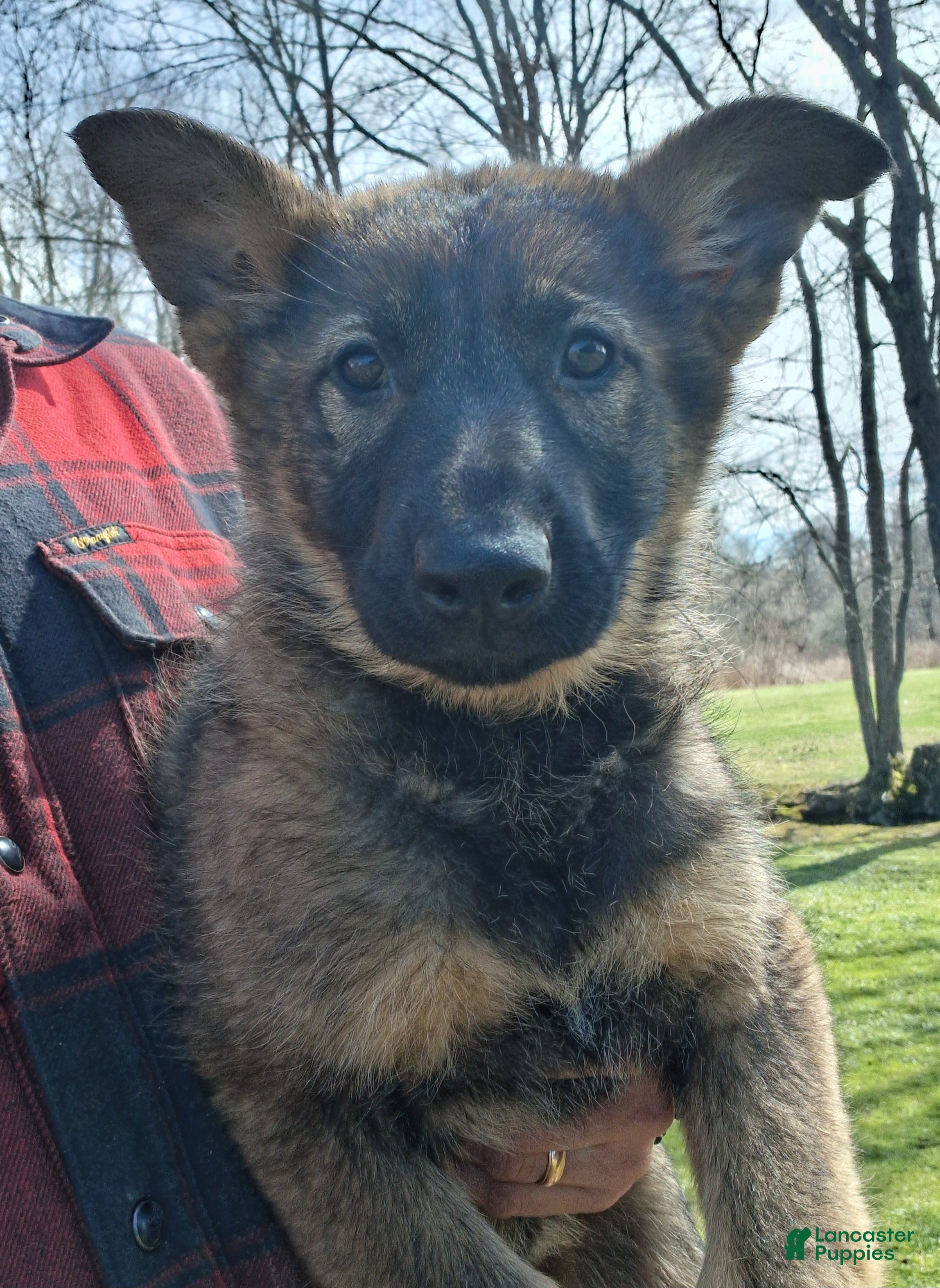 German Shepherd dogs Molly - Ad 2