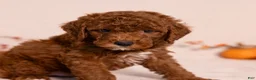 Miniature Poodle dogs for sale: Ned - Ad 3