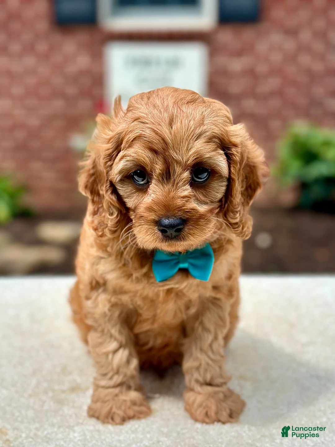 Cavapoo dogs for sale: Cavapoo 1 - Ad 2