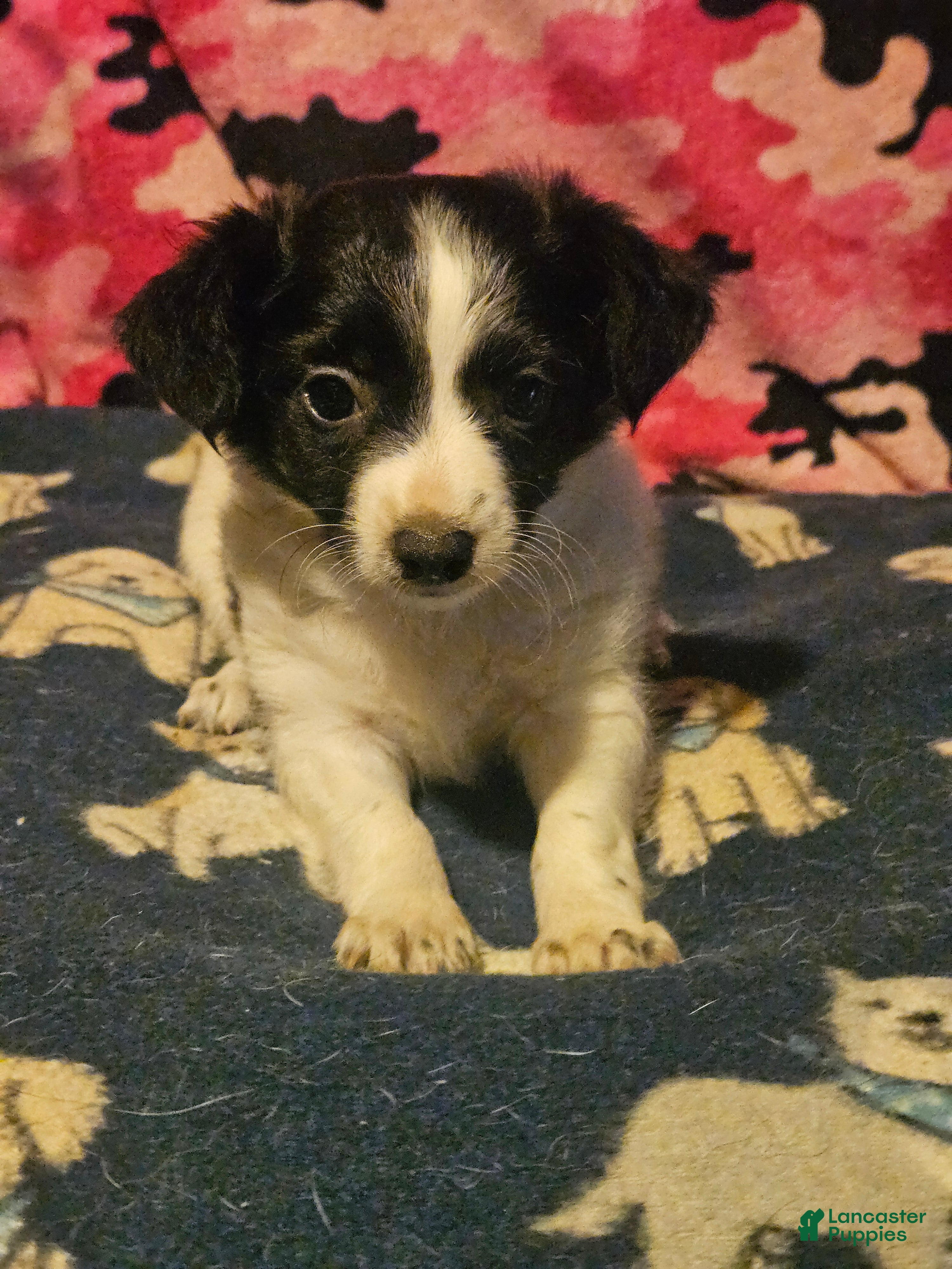 Chihuahua dogs Price (T-Cup) - Ad 42