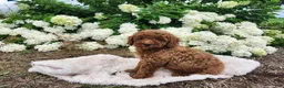 Miniature Poodle dogs for sale: Bella  - Ad 1