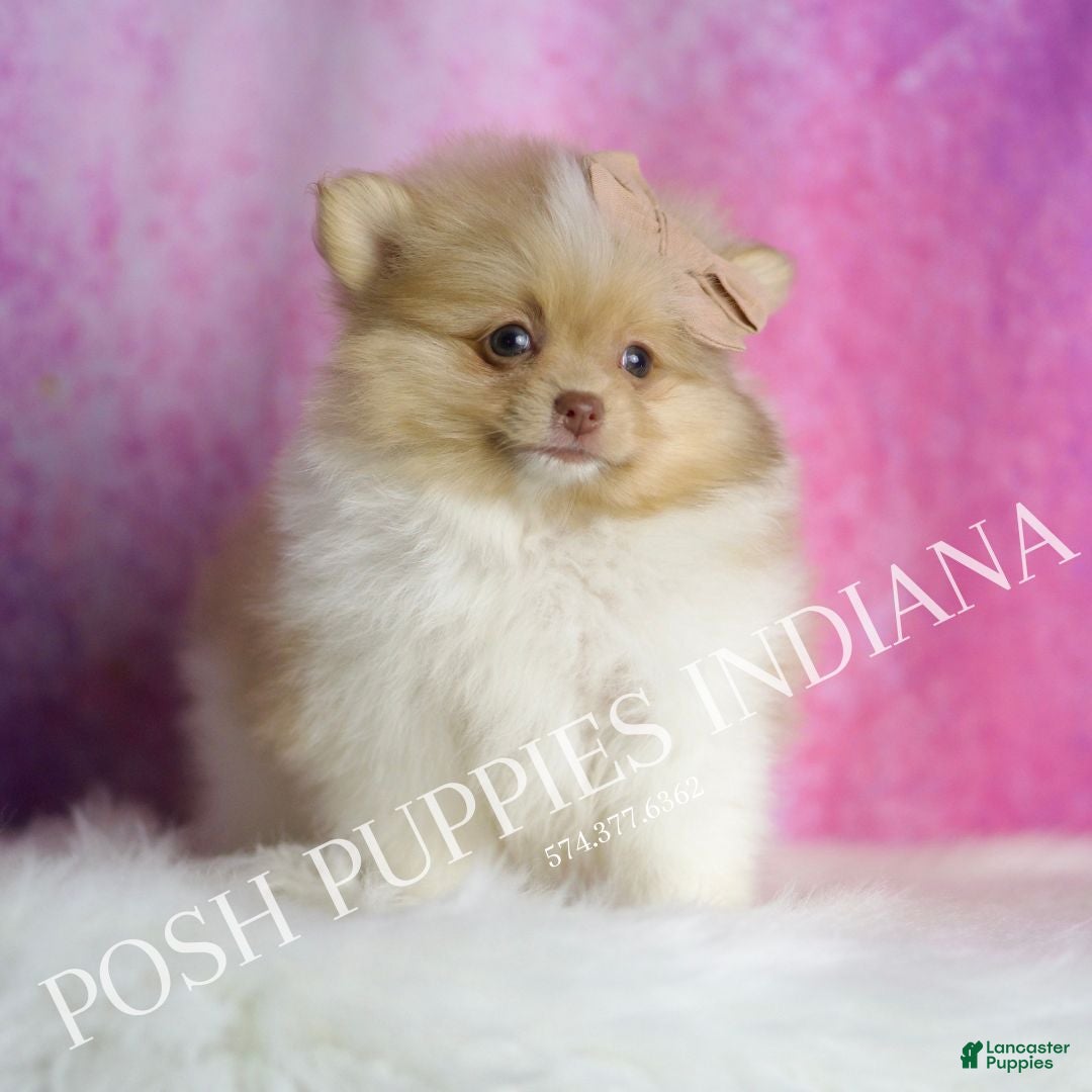 Pomeranian dogs for sale: Ginger - Ad 3