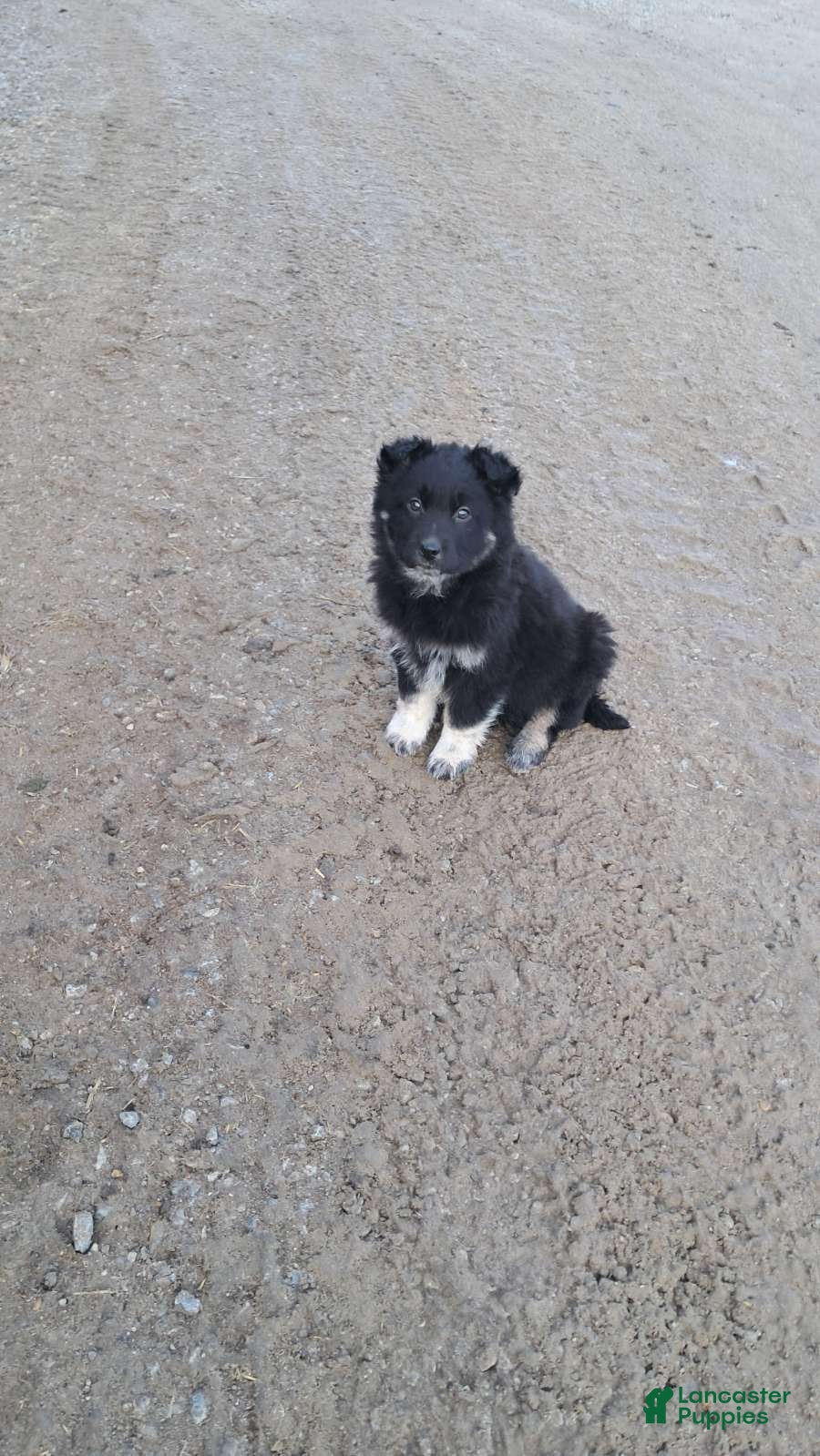 Mixed Breed dogs Carl - Ad 23