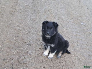 Mixed Breed dogs Carl - Ad 23