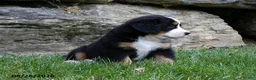 Bernese Mountain Dog dogs for sale: Eden - Ad 3