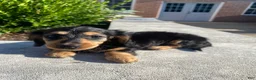 Miniature Dachshund dogs for sale: Nala - Ad 2