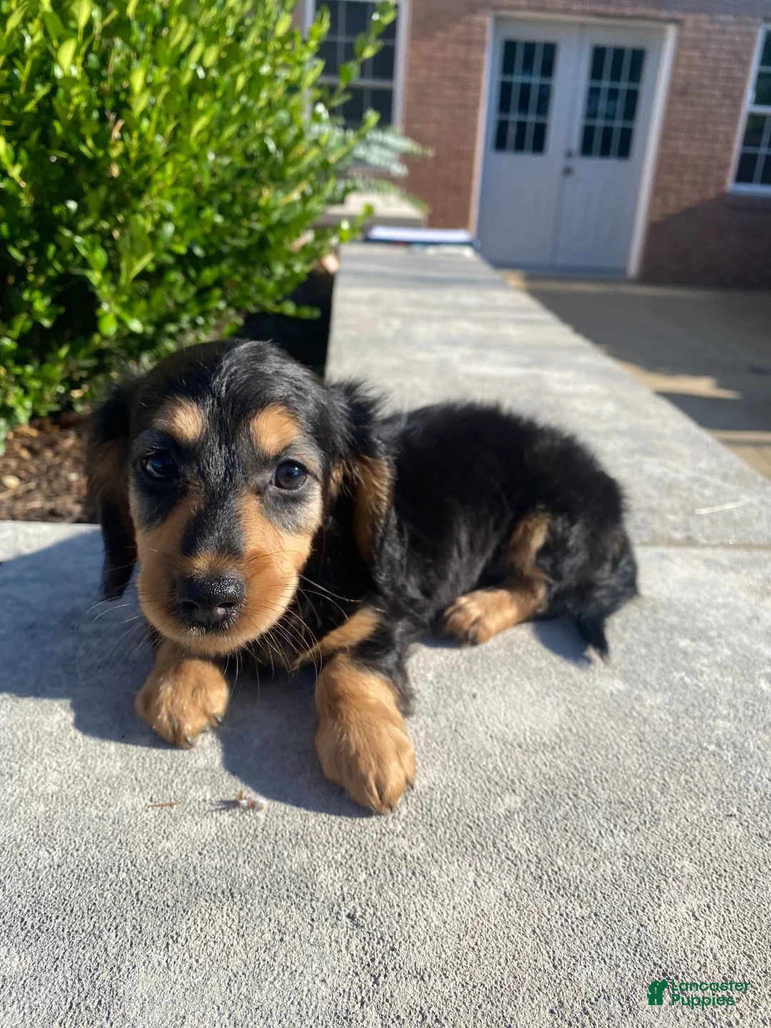 Miniature Dachshund dogs for sale: Nala - Ad 2