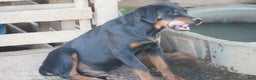 Rottweiler dogs for sale: Raja M1 - Ad 5