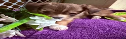 Mixed Breed dogs for sale: Mixed Breed 3 - Ad 7