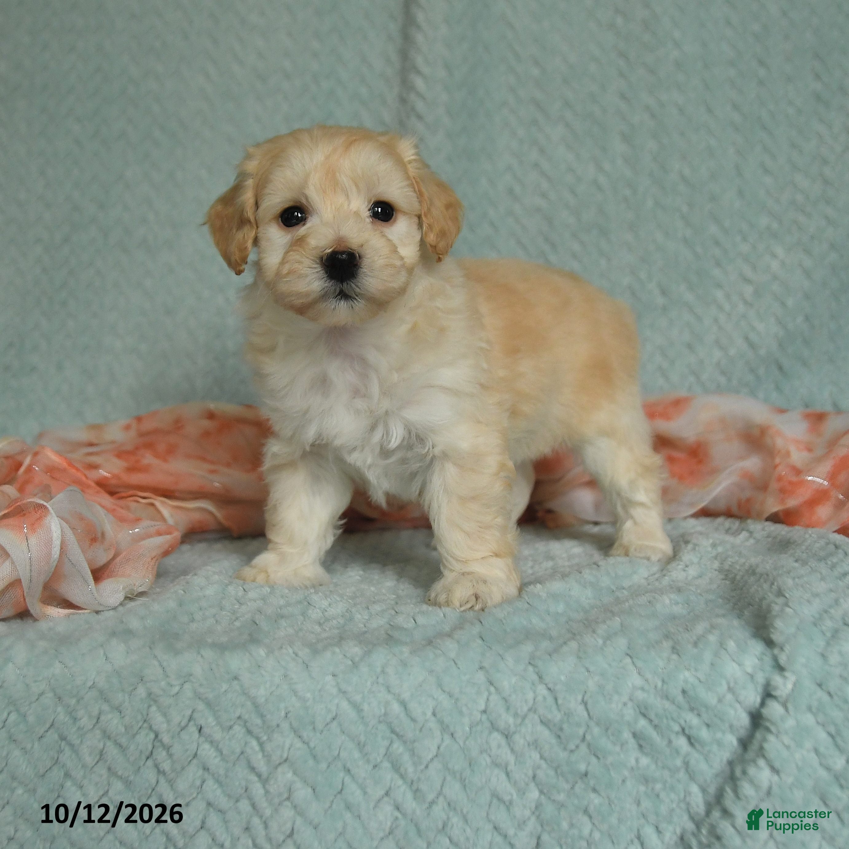 Maltipoo dogs Max - Ad 1