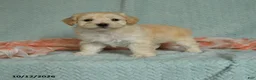 Maltipoo dogs for sale: Max - Ad 1