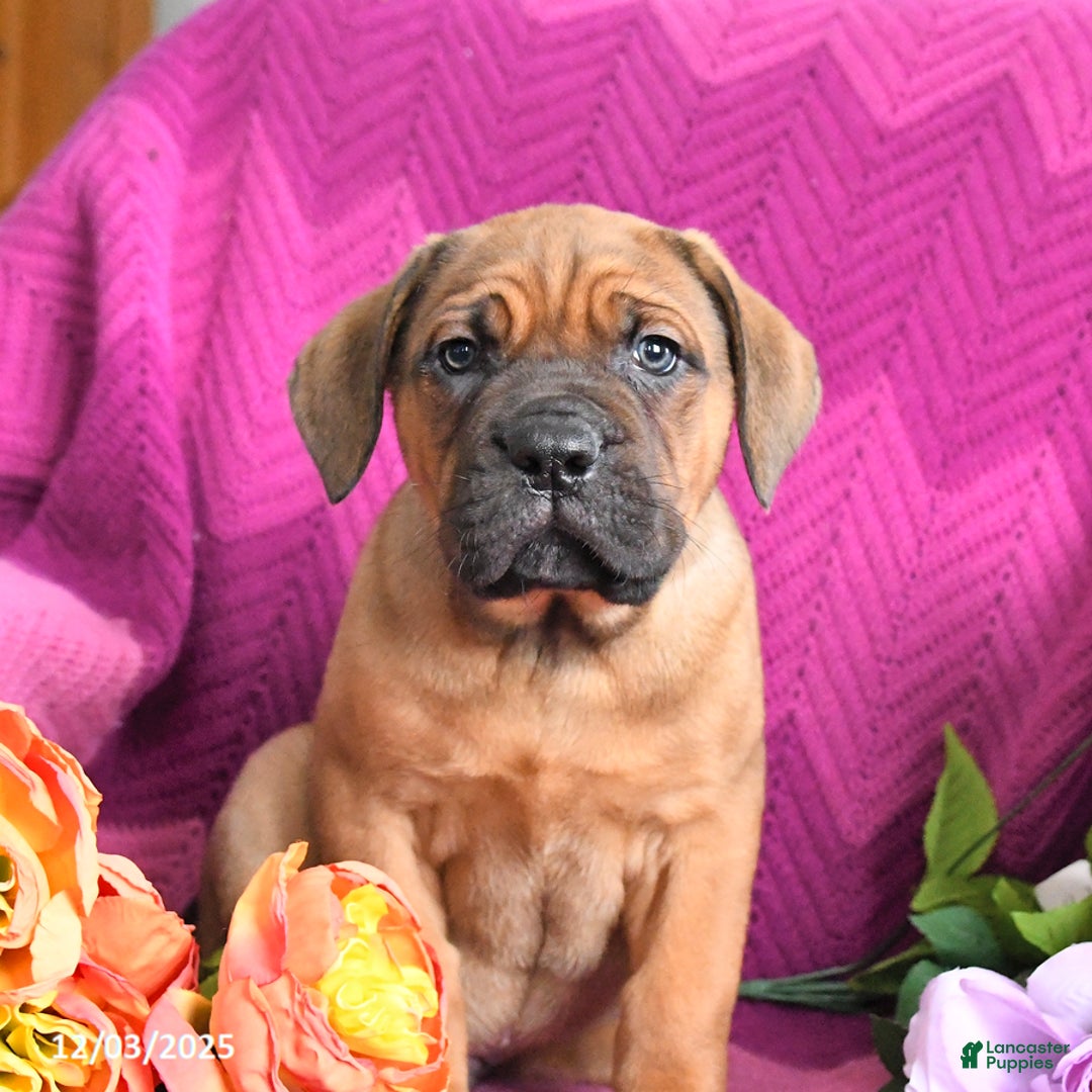 Cane Corso dogs for sale: Max - Ad 2