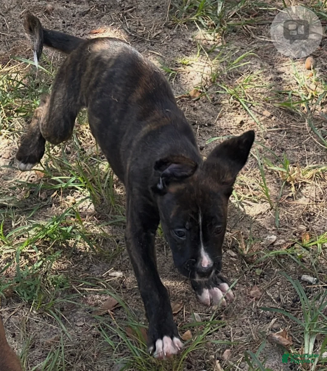 Mixed Breed dogs for sale: Boxenese Girl 5 - Ad 2